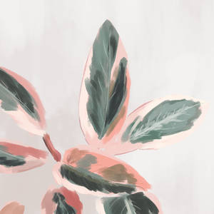 Rough plant study