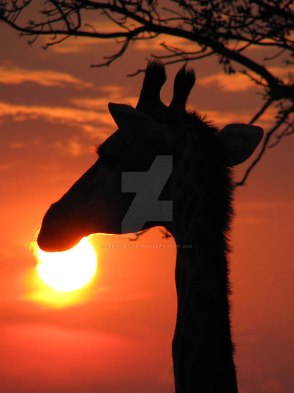 Giraffe Silhouette 2