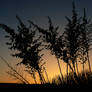 desert silhouettes