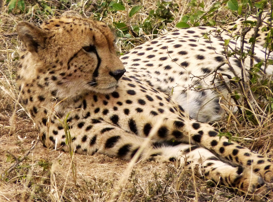 cheetah