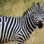 zebra