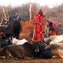 maasai cattle