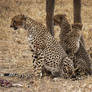 cheetah family