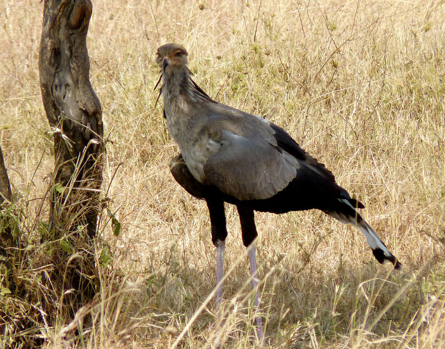 secretary bird