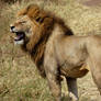 the lion king