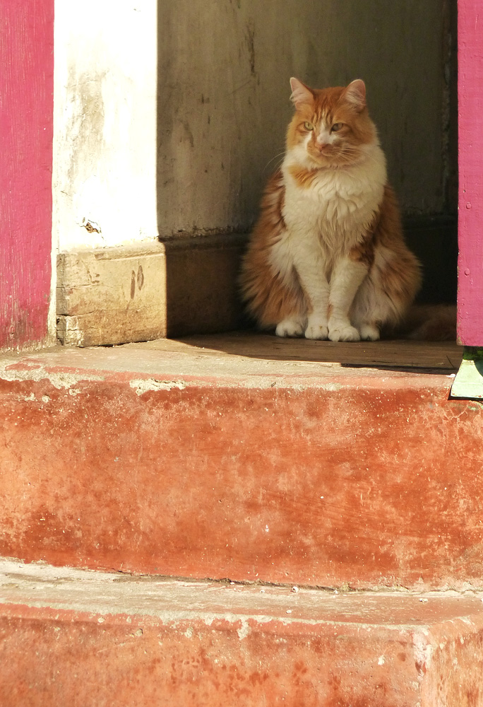 el gato de valparaiso