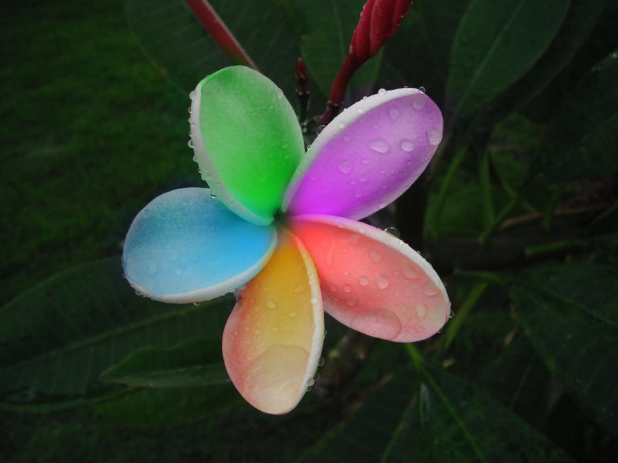 Rainbow Plumeria