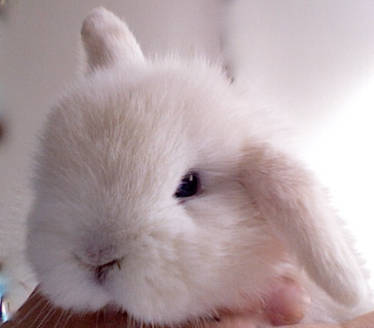 White Bunny