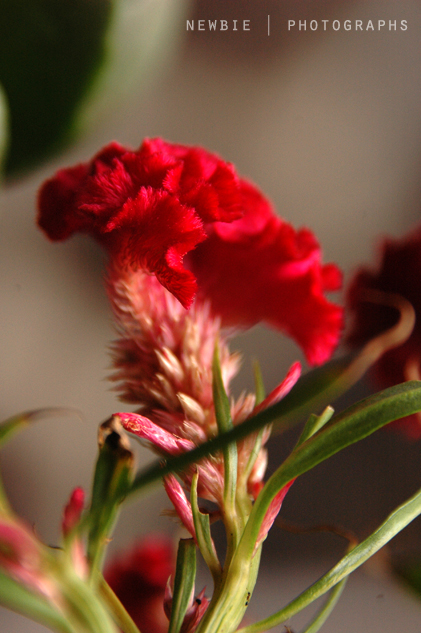 red fluffy flower