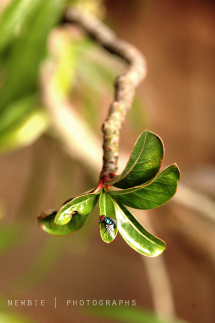 fly on the leaf