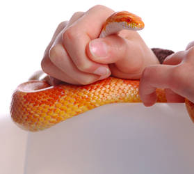 Cornsnake by merlin1811