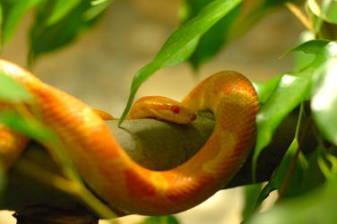 Cornsnake III by merlin1811