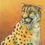 Cheetah Portrait