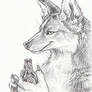One for Coyote ACEO
