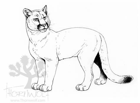 Cougar Inked Drawing