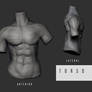 Torso Human Anatomy