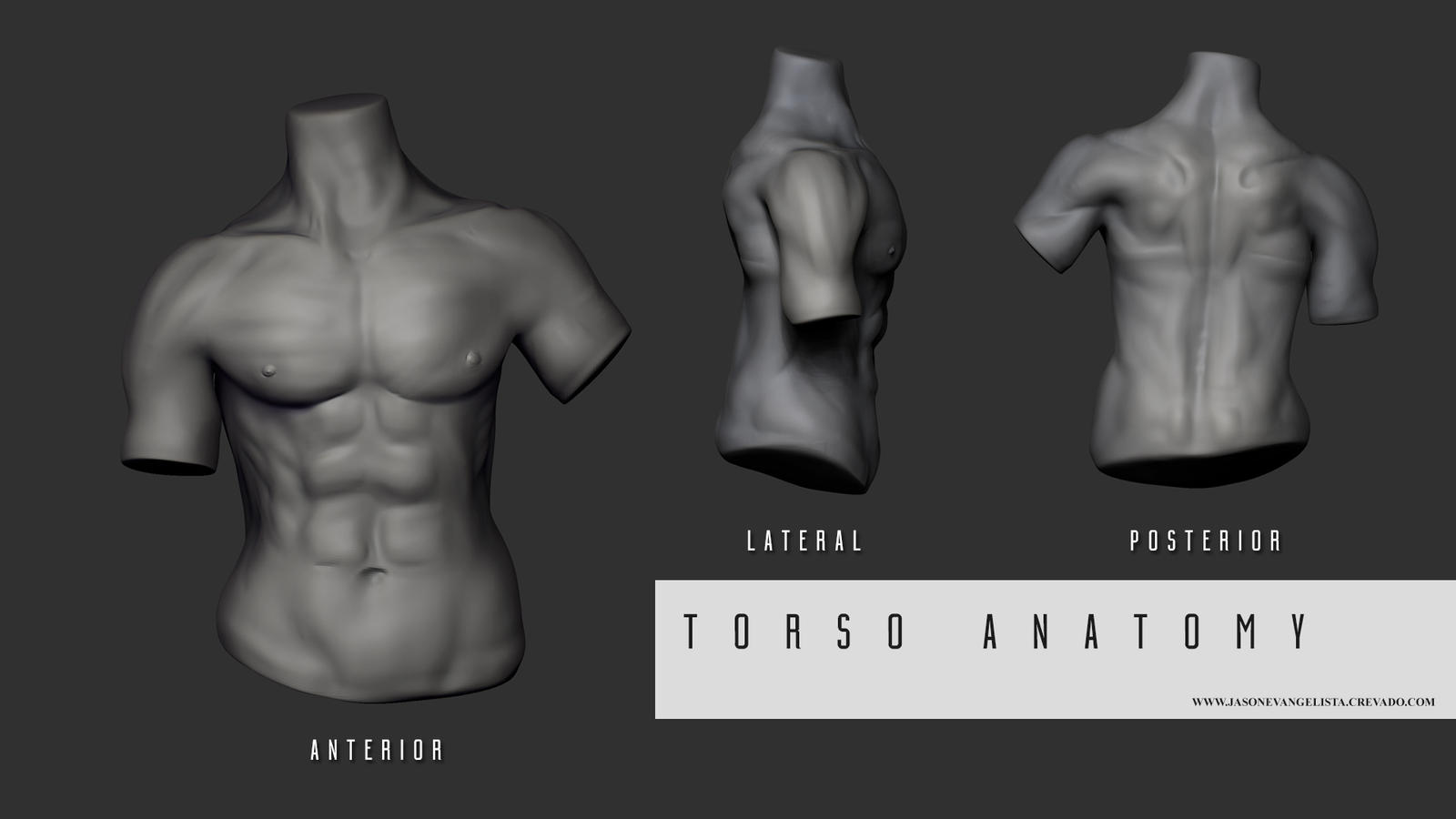 Real Torso Torso Human Anatomy by jasonevangelista on DeviantArt