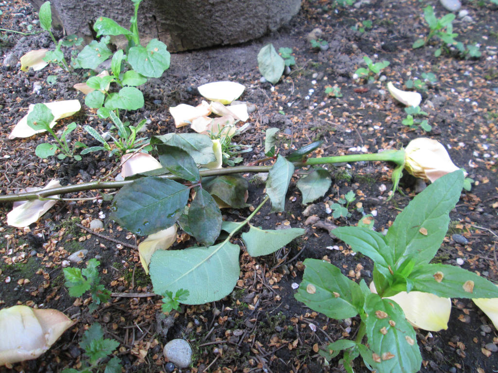 Fallen rose by livvyloaf on DeviantArt