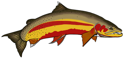 Golden Trout V2