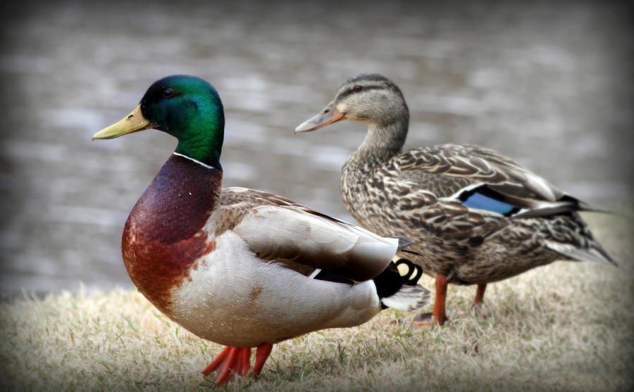 Pascal Duck Ducks by PascalsPhotography on DeviantArt