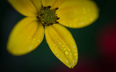 Yellow Flower - 2013 - V2