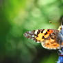 Unfocused Beauty