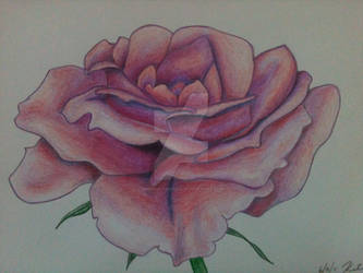 Color Pencil Rose