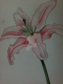 Color Pencil Lily