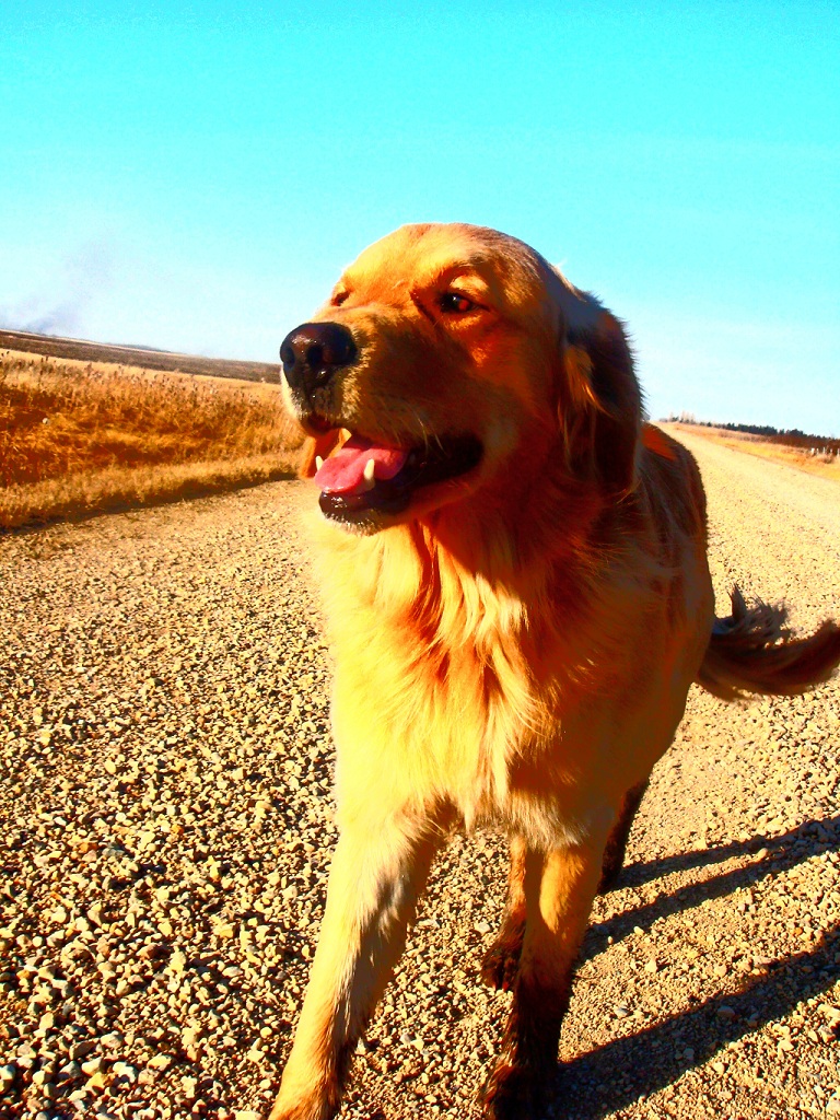 Sky is Blue, Dog is Yellow