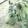 White tiger 3