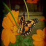 Borboleta Butterfly Mariposa