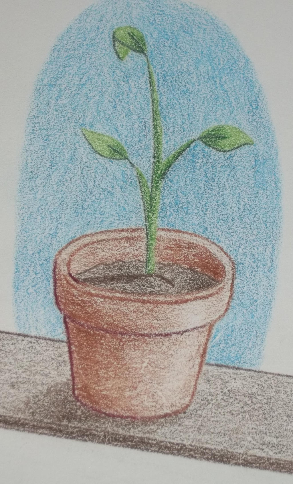 Growing Seedling