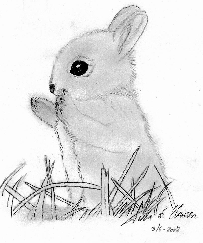 cute baby bunnies to draw drawing art ideas
