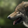 Wolf portrait 2011