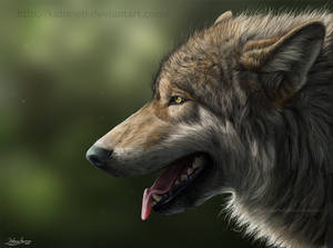 Wolf portrait 2011