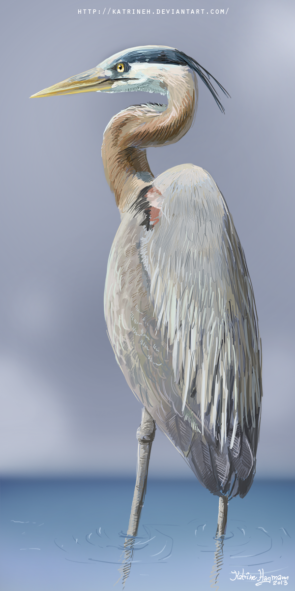 Heron study