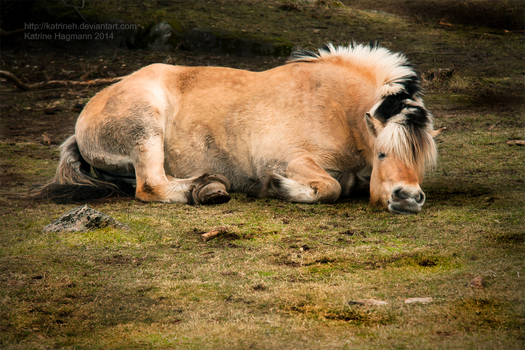 Sleepy head