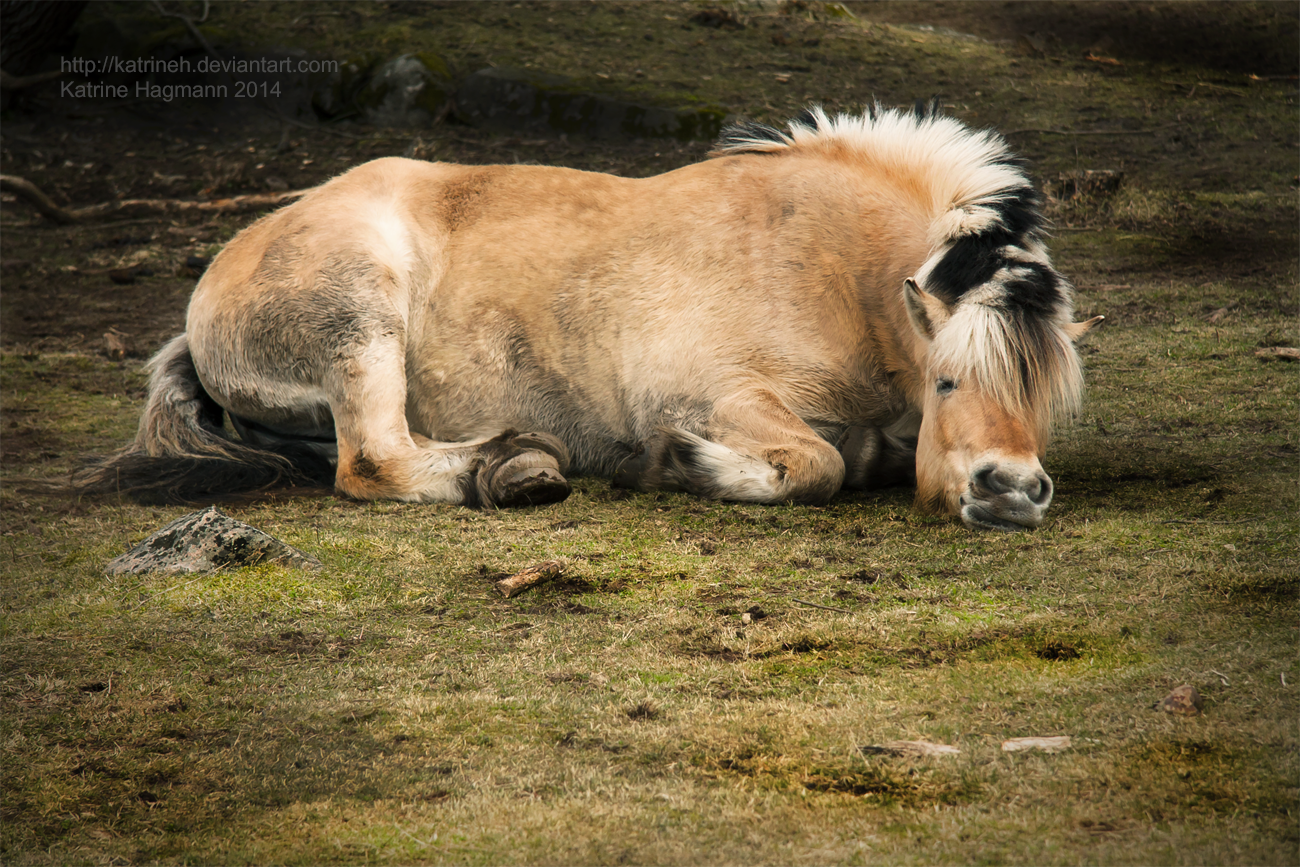 Sleepy head