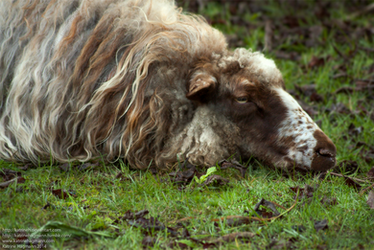 Sleepy sheep