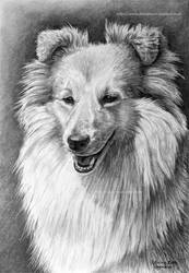 Shetland sheepdog portrait