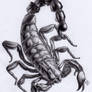 Scorpion BW