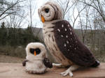 Needle Felted Barred Owl and Chick by JessieDockins