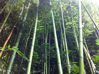 Bamboo