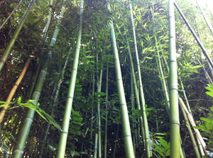 Bamboo