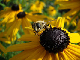 Flower and Bee Power