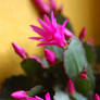 Easter Cactus