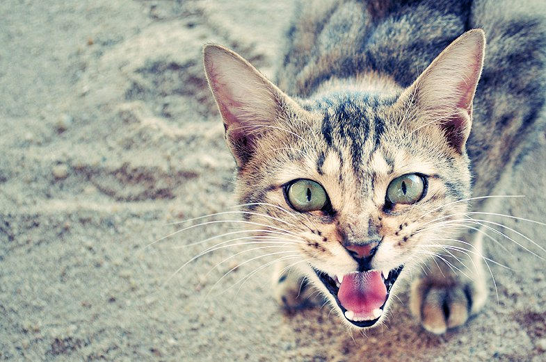 Kitty Ripper Kitty The Ripper by Edmonam on DeviantArt