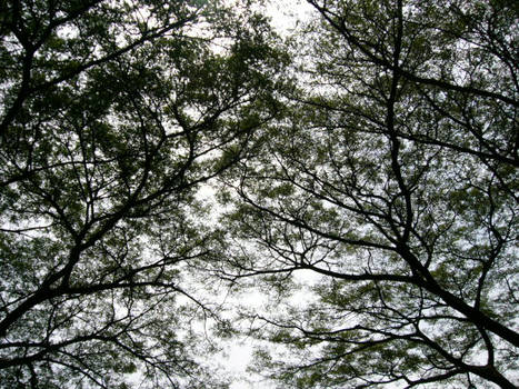 Leafy trees