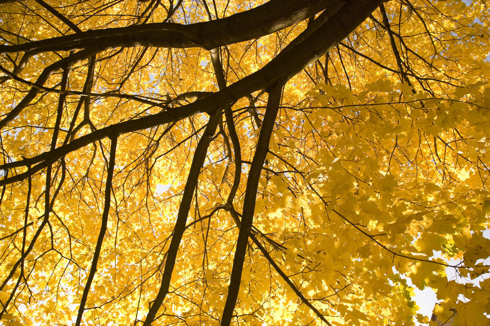 yellow tree 2