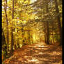 Pathway through autumn